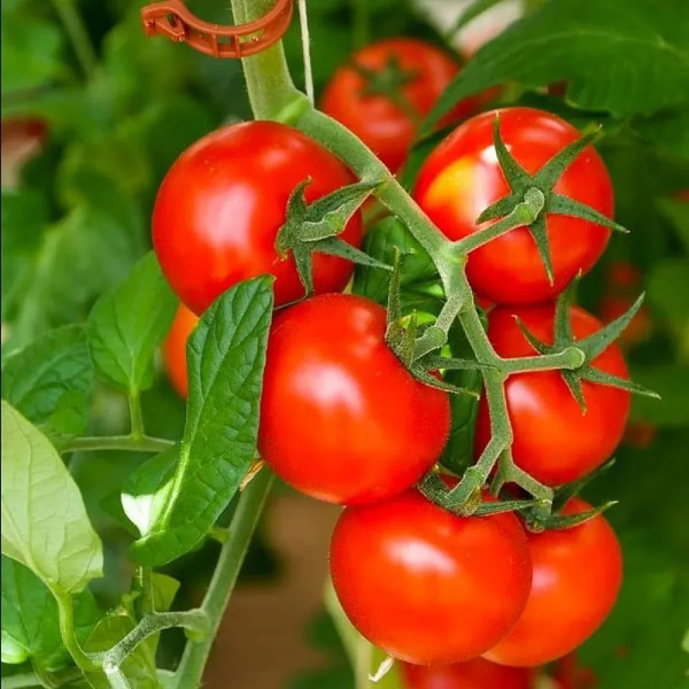 Körsbärstomat 'Red Cherry'