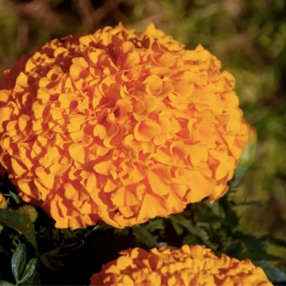 Afrikansk tagetes 'Calando Orange'
