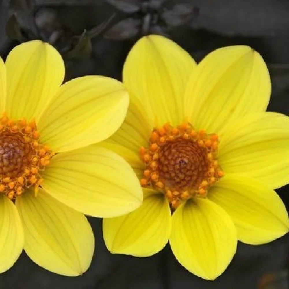 Lågväxande dahlia 'Mignon Yellow Shades'