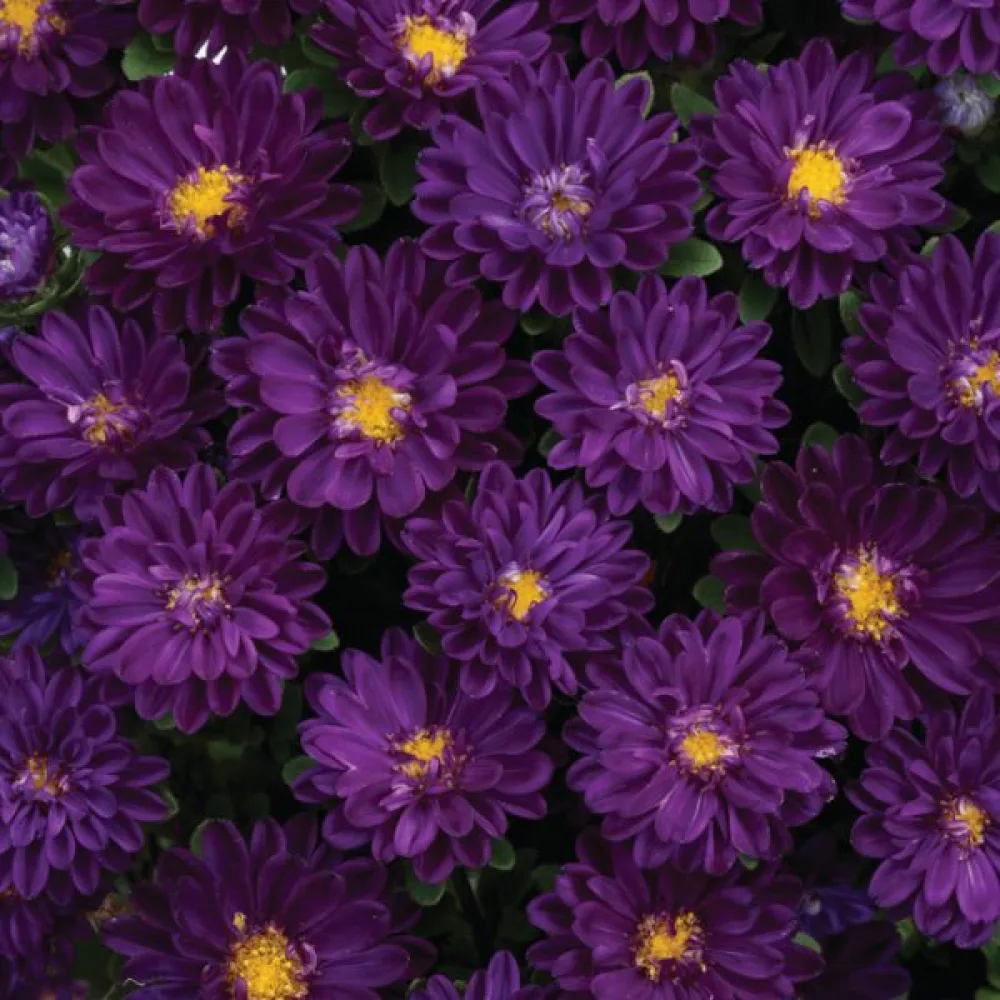 Sommaraster 'Bouquet' – mörkblå