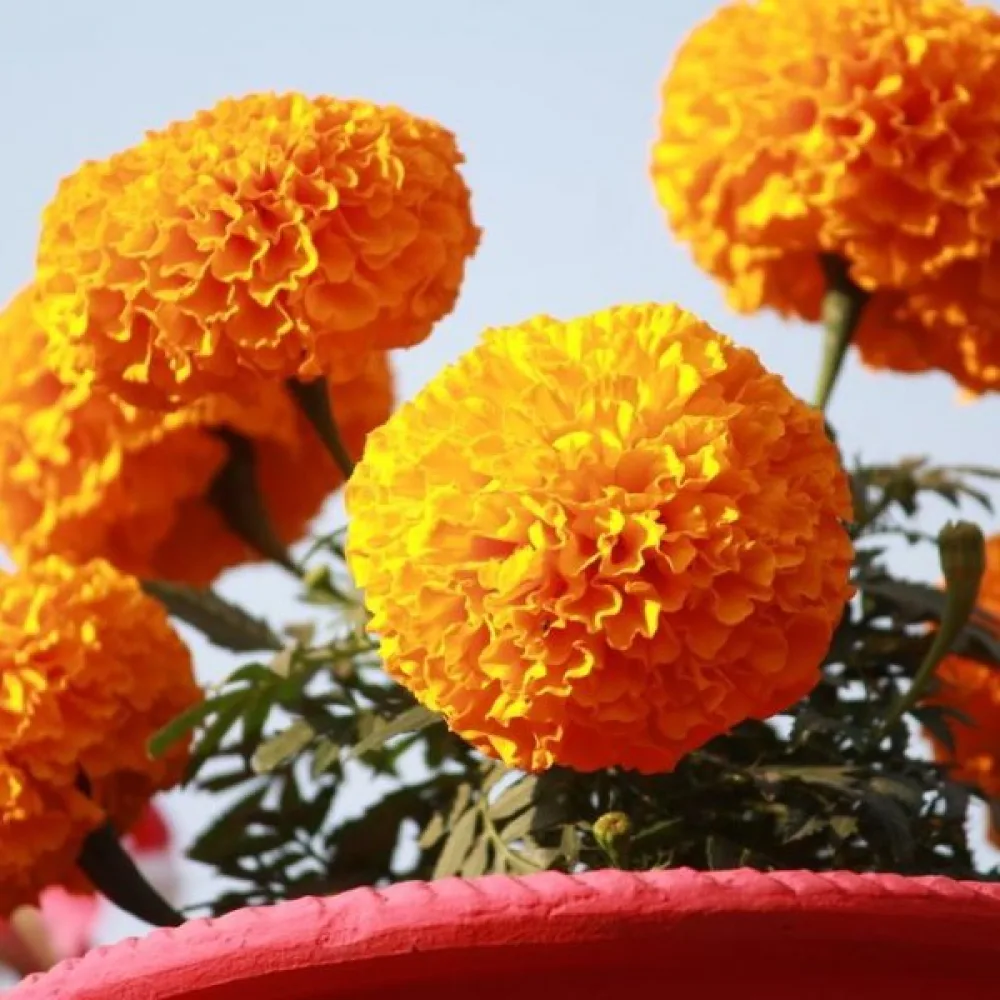 Afrikansk tagetes 'Hawaii'