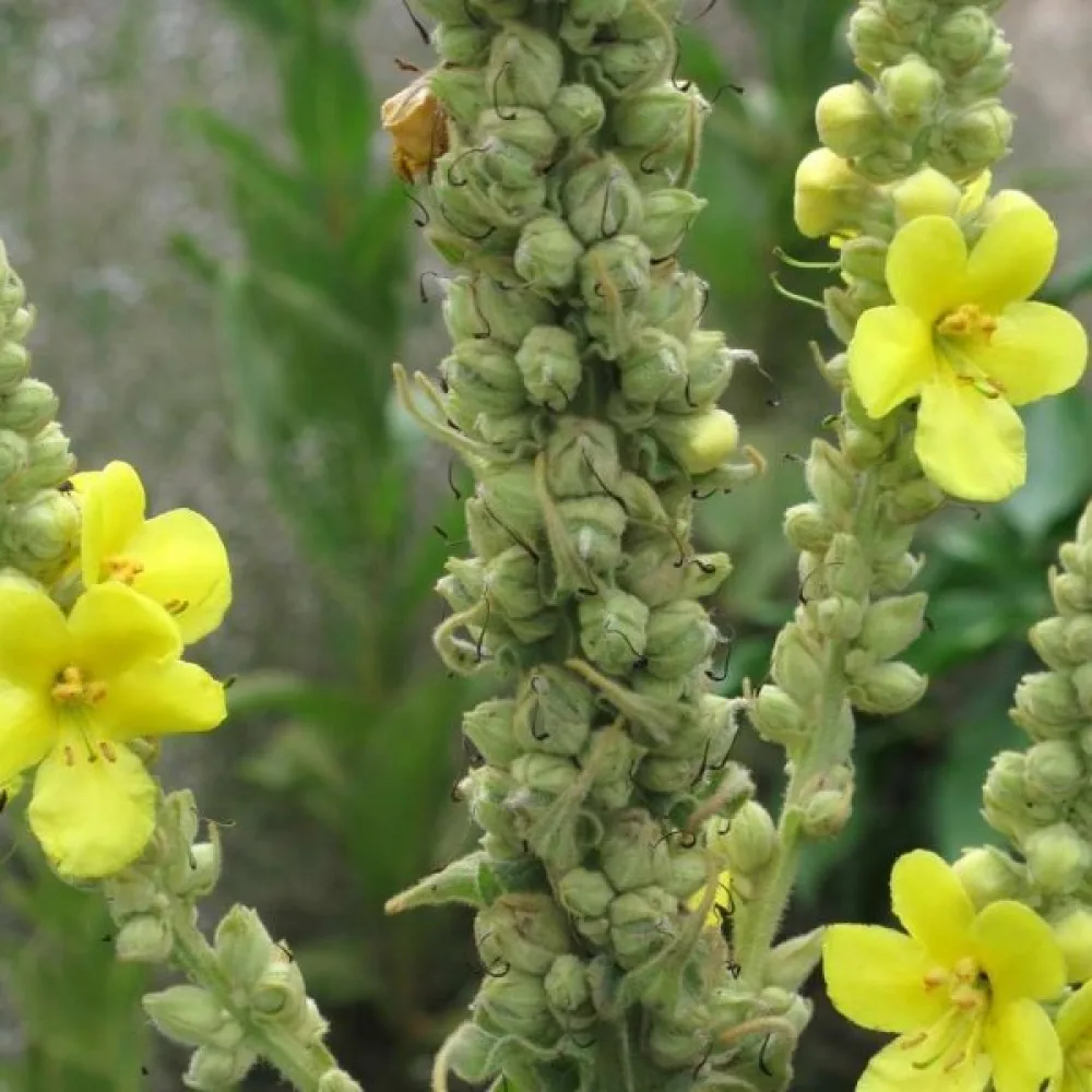 Kungsljus Verbascum densiflorum
