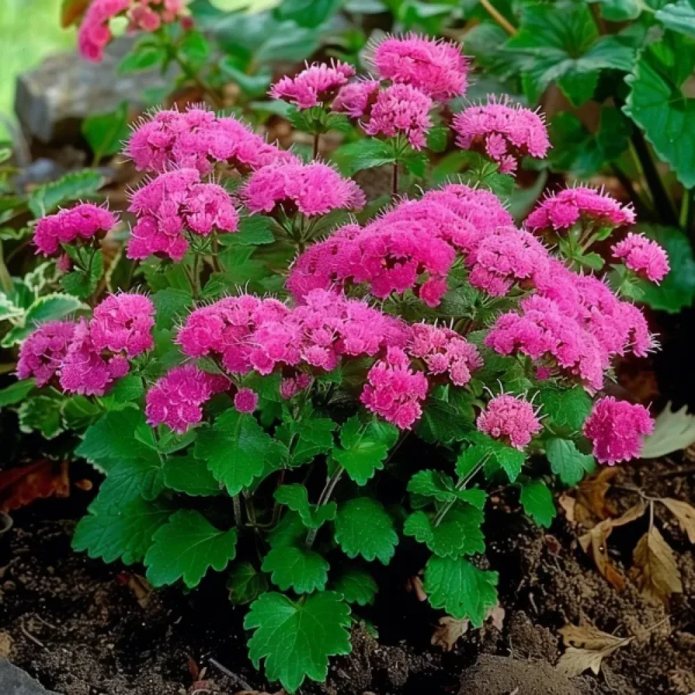 Leverbalsam – rosa