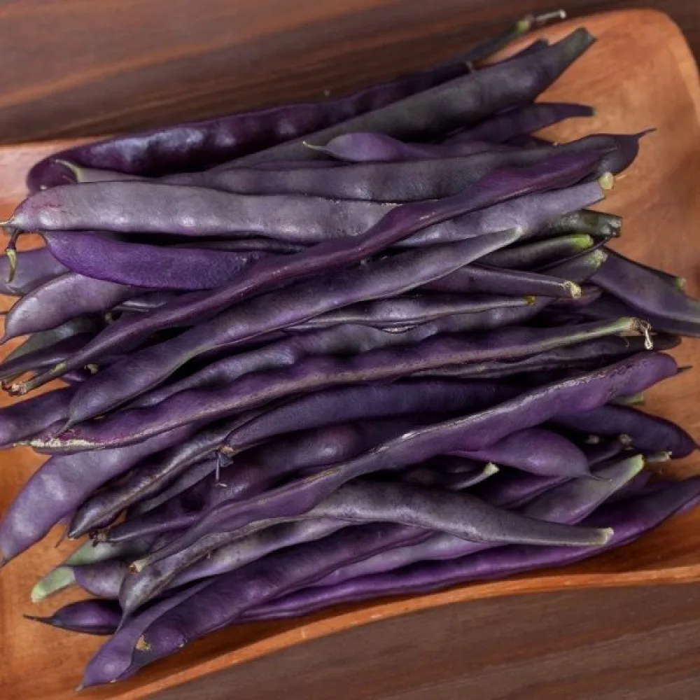 Störböna 'Blauhilde'