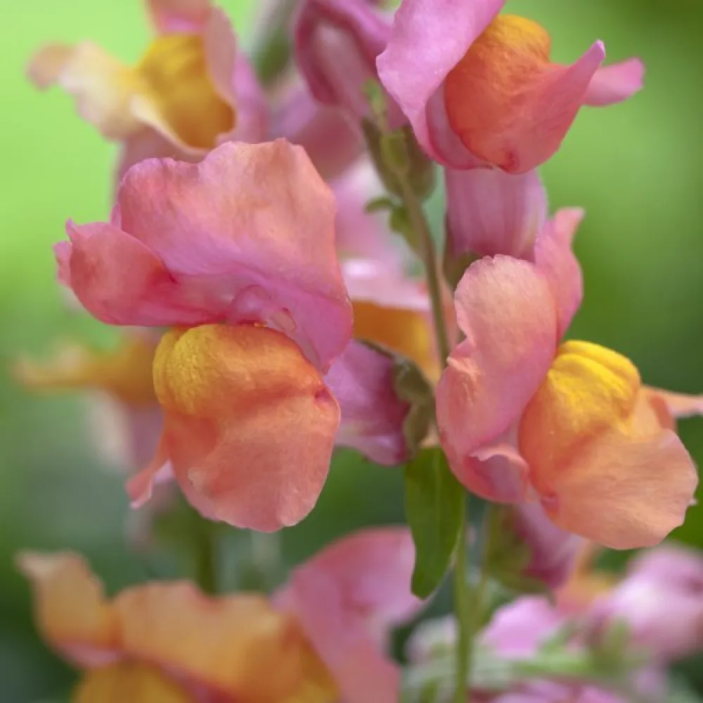 Lejongap 'Orange Wonder'