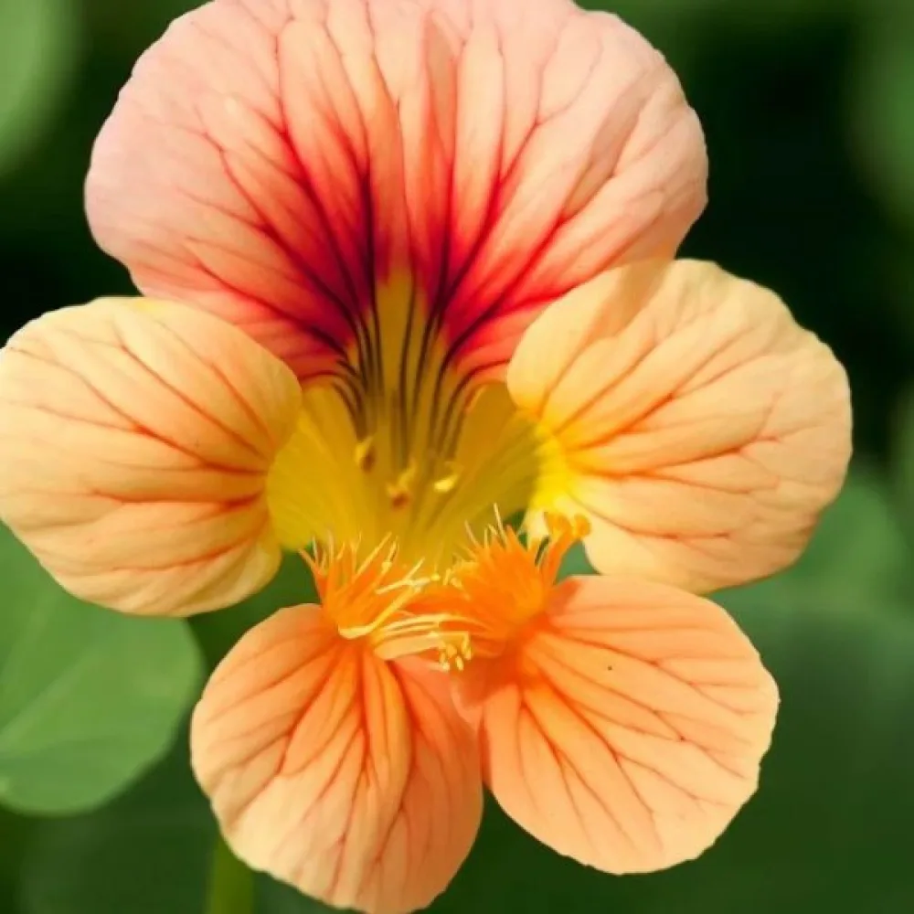 Krasse 'Peach Melba'