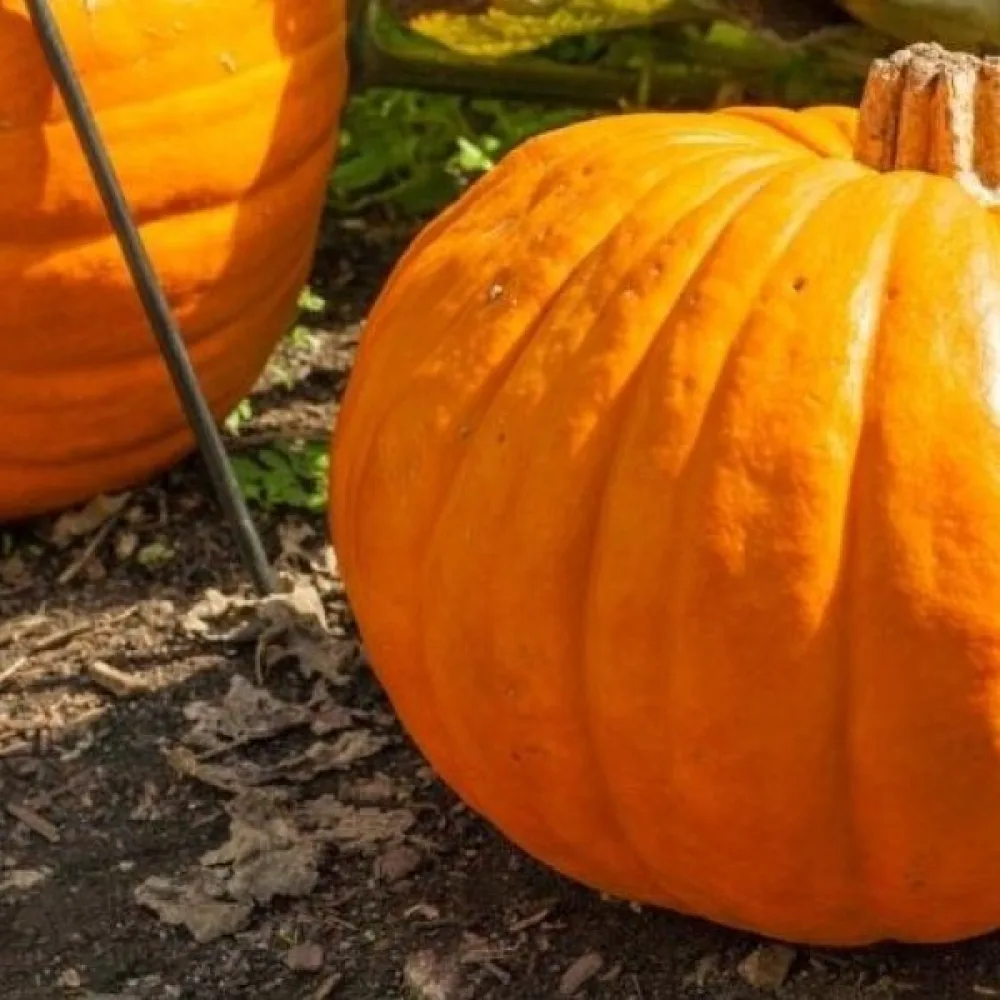 Pumpa 'Tom Fox'