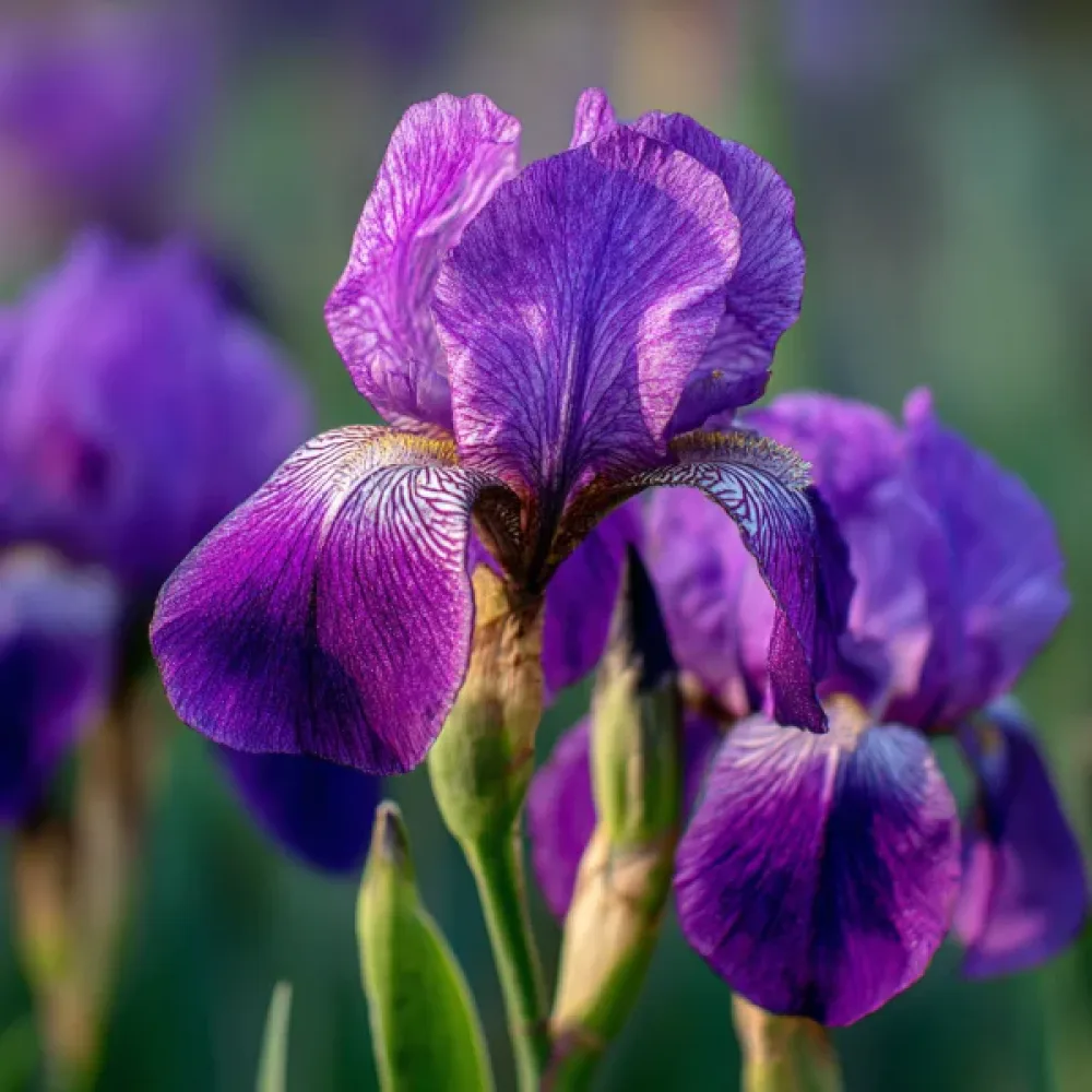 Iris 'Discovery Purple'