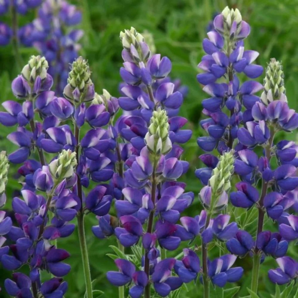 Lupin – mix