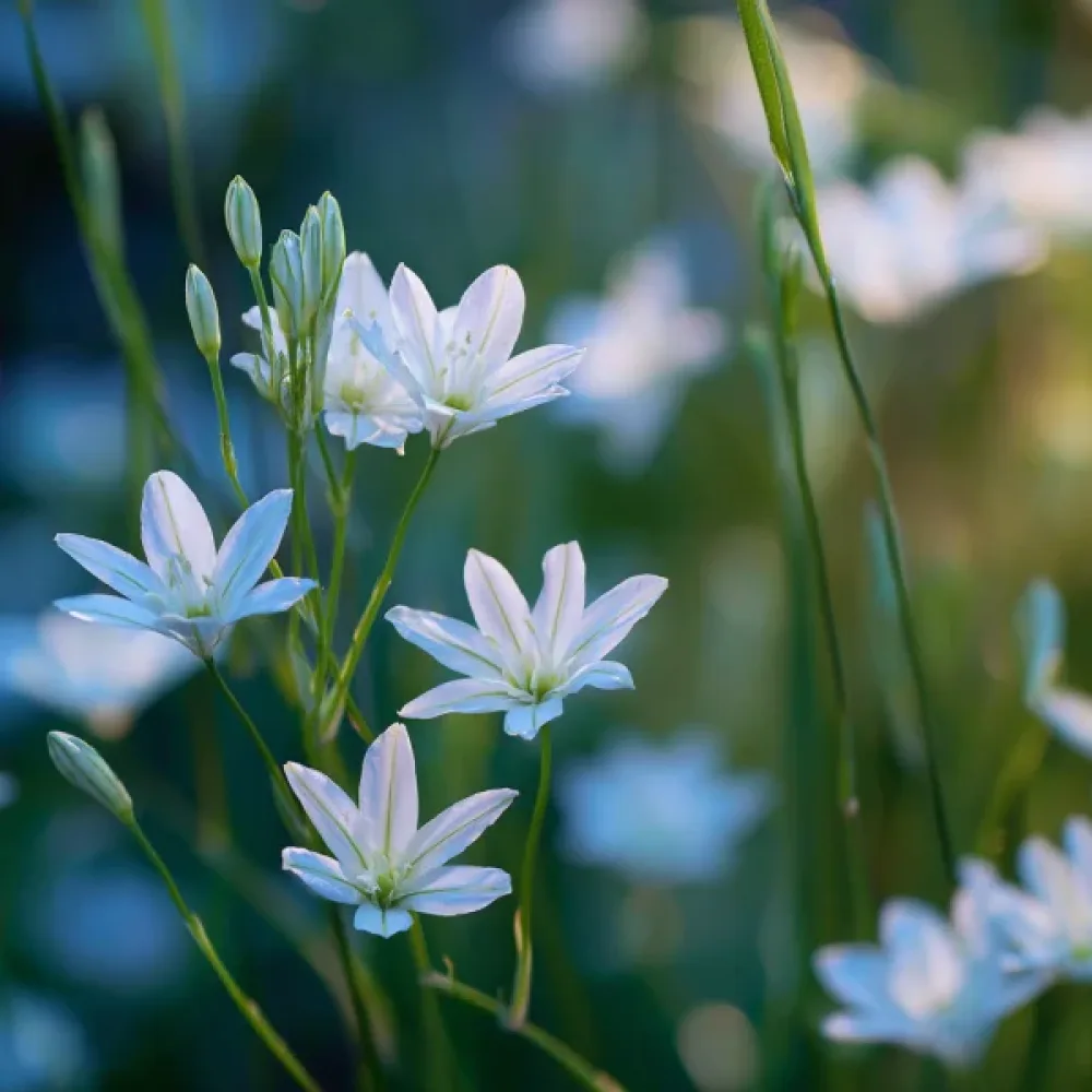 Triteleia 'Hyacinthina'