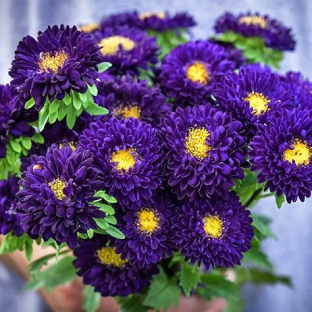 Sommaraster 'Baronesse' – lila