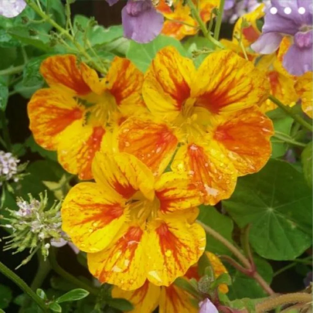 Krasse 'Golden King'