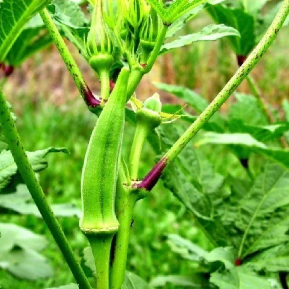 Okra 'Emerald'