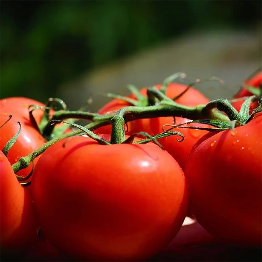 Tomat 'Tamina'
