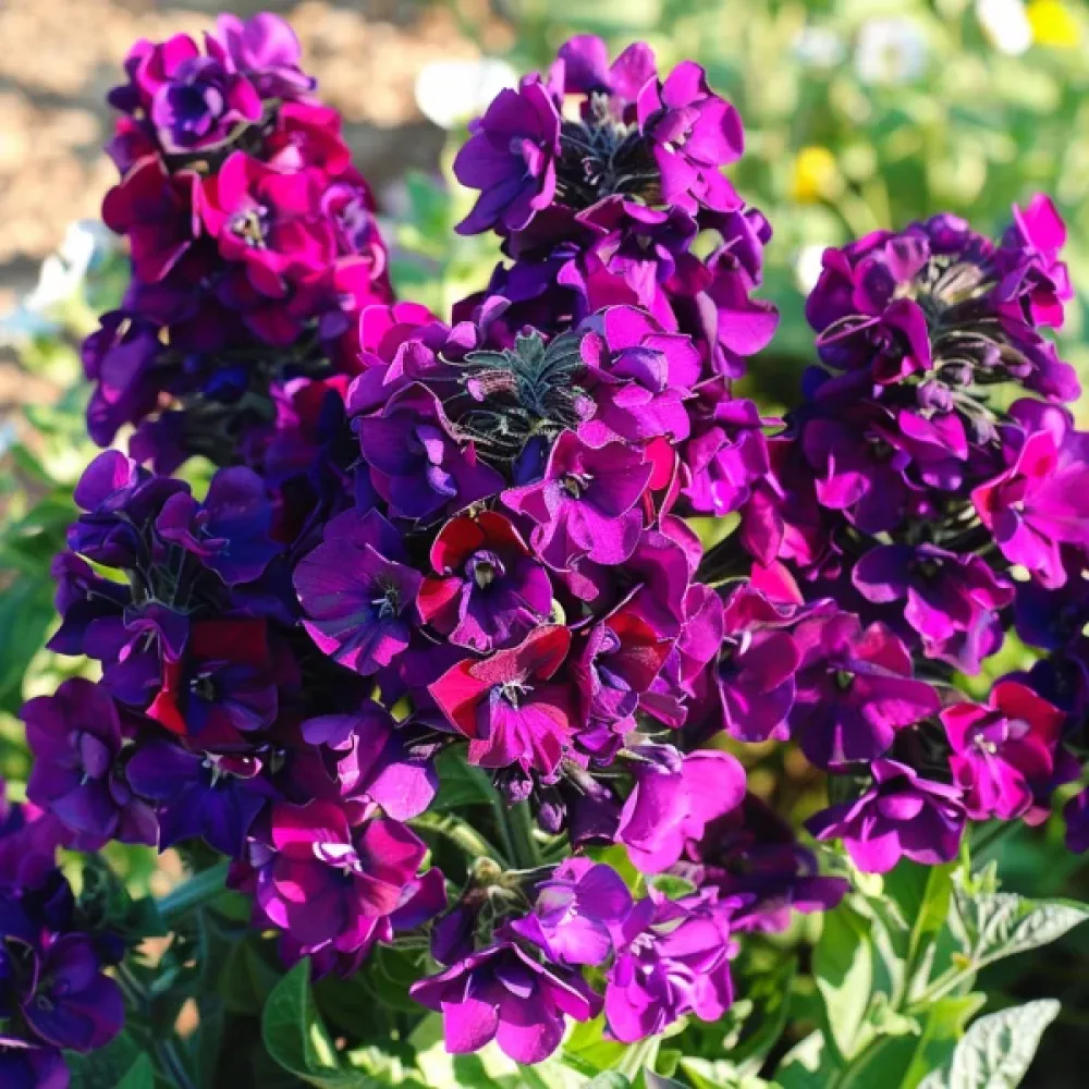 Låg lövkoja 'Exa', violett