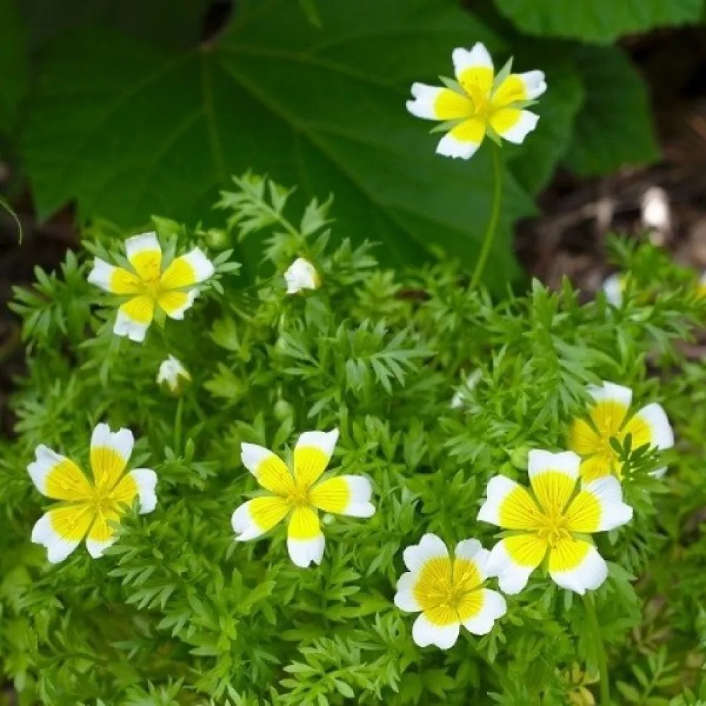 Limnanthes douglasii