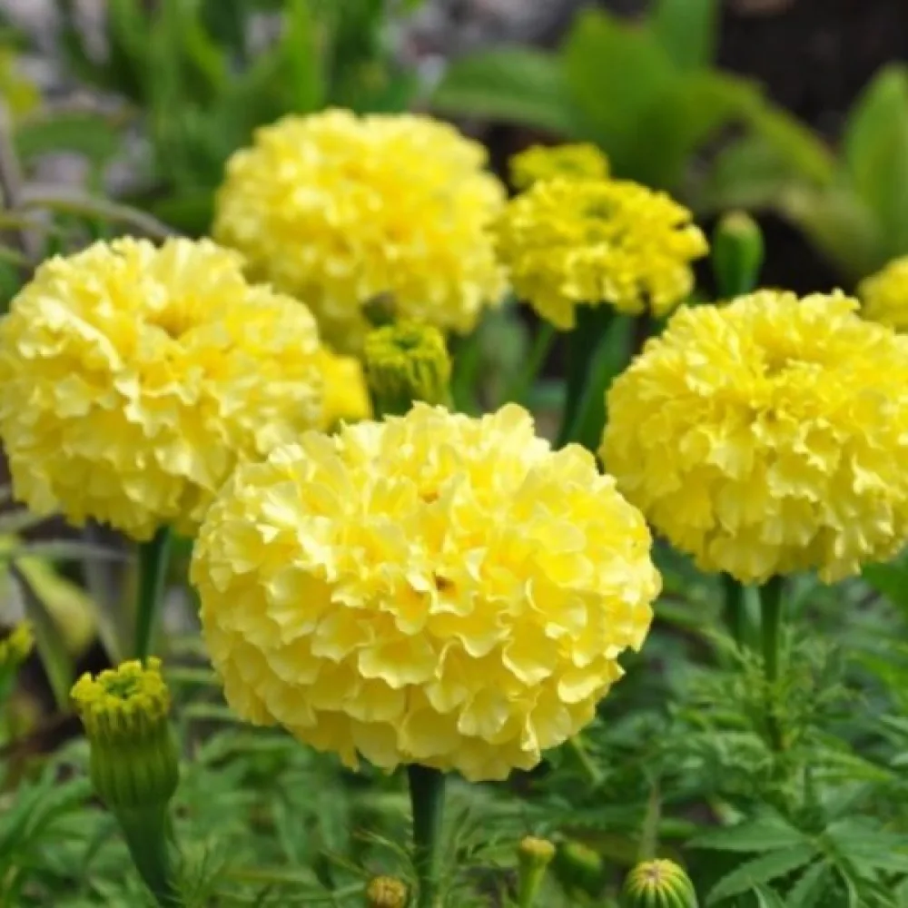 Afrikansk tagetes 'Cupid Lemon'