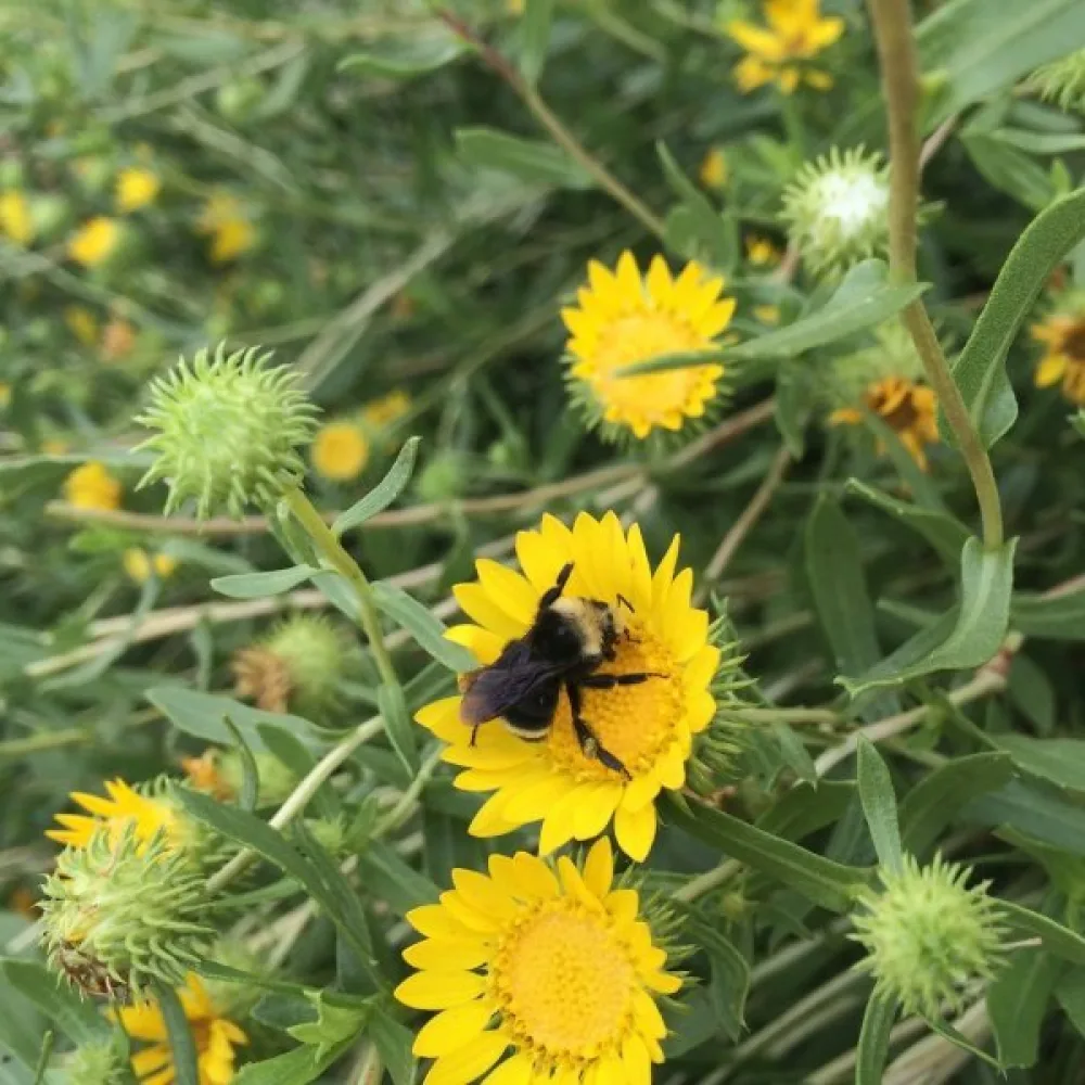 Grindelia