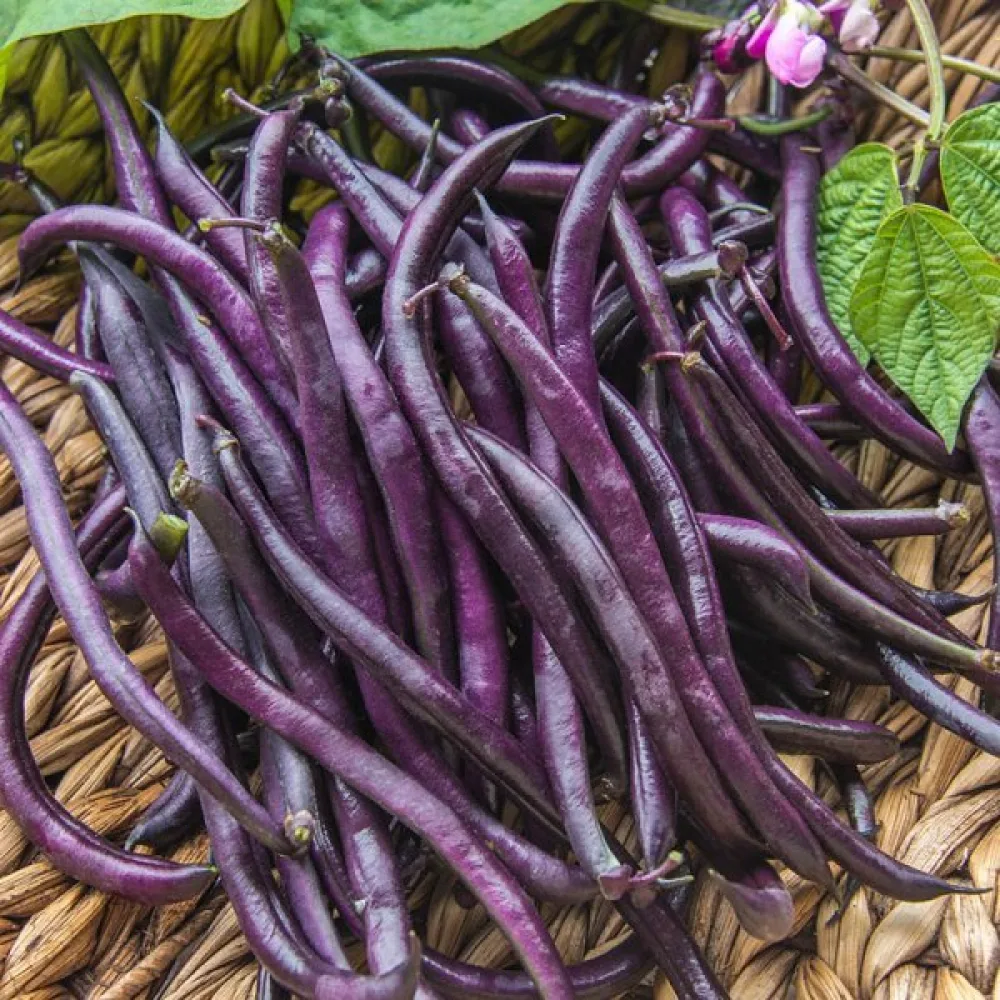 Trädgårdsböna 'Purple Queen'