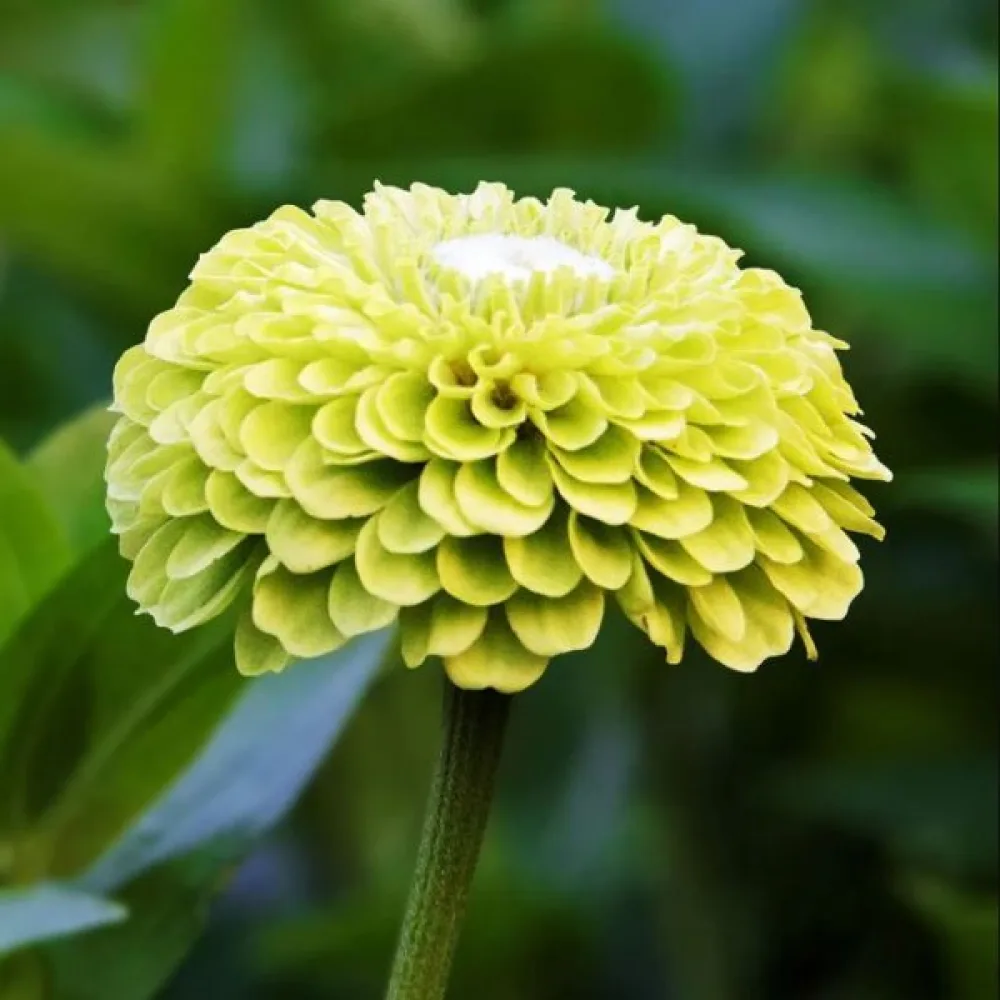 Zinnia 'Super Yoga Lime'