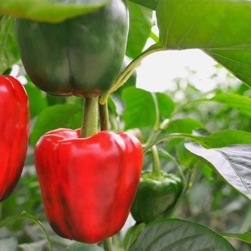 Paprika 'Neusiedler Ideal'