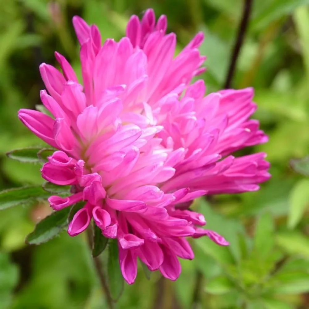 Sommaraster 'Queen of the Market Ostrich Plume'
