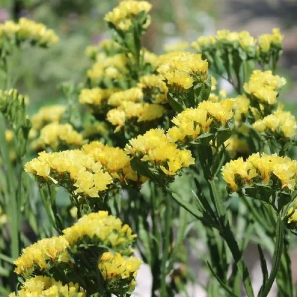Praktrisp Limonium sinuatum – djupgul