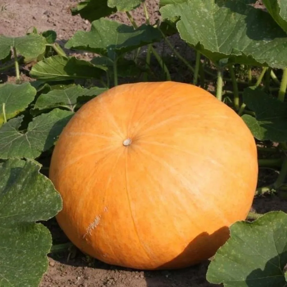Pumpa 'Gele Reuzen'