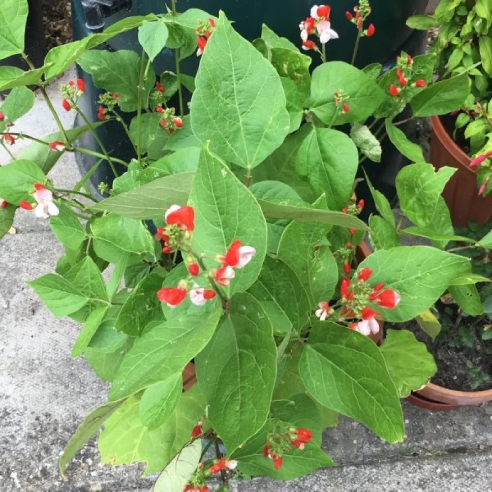 Rosenböna 'Hestia'