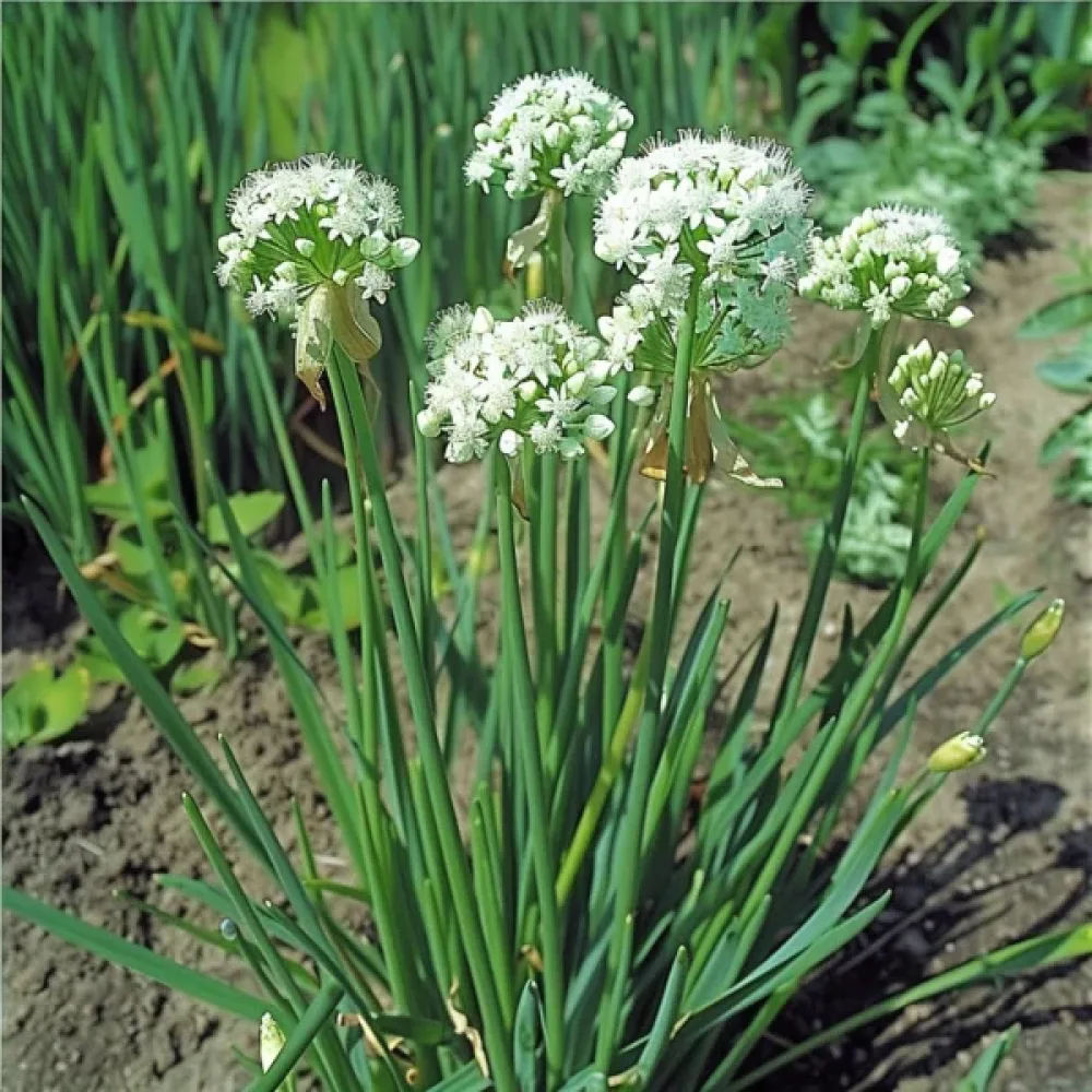 Kinesisk gräslök Allium tuberosum