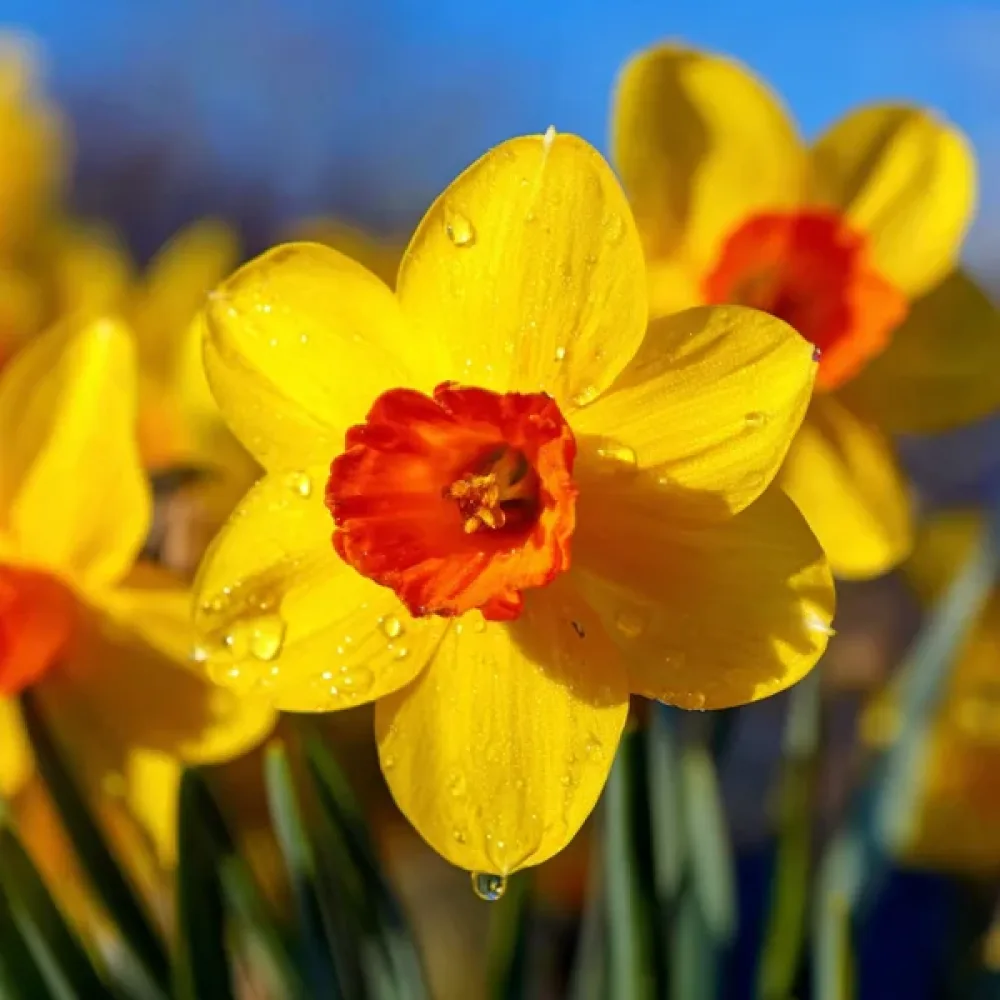Narciss 'February Fortune'