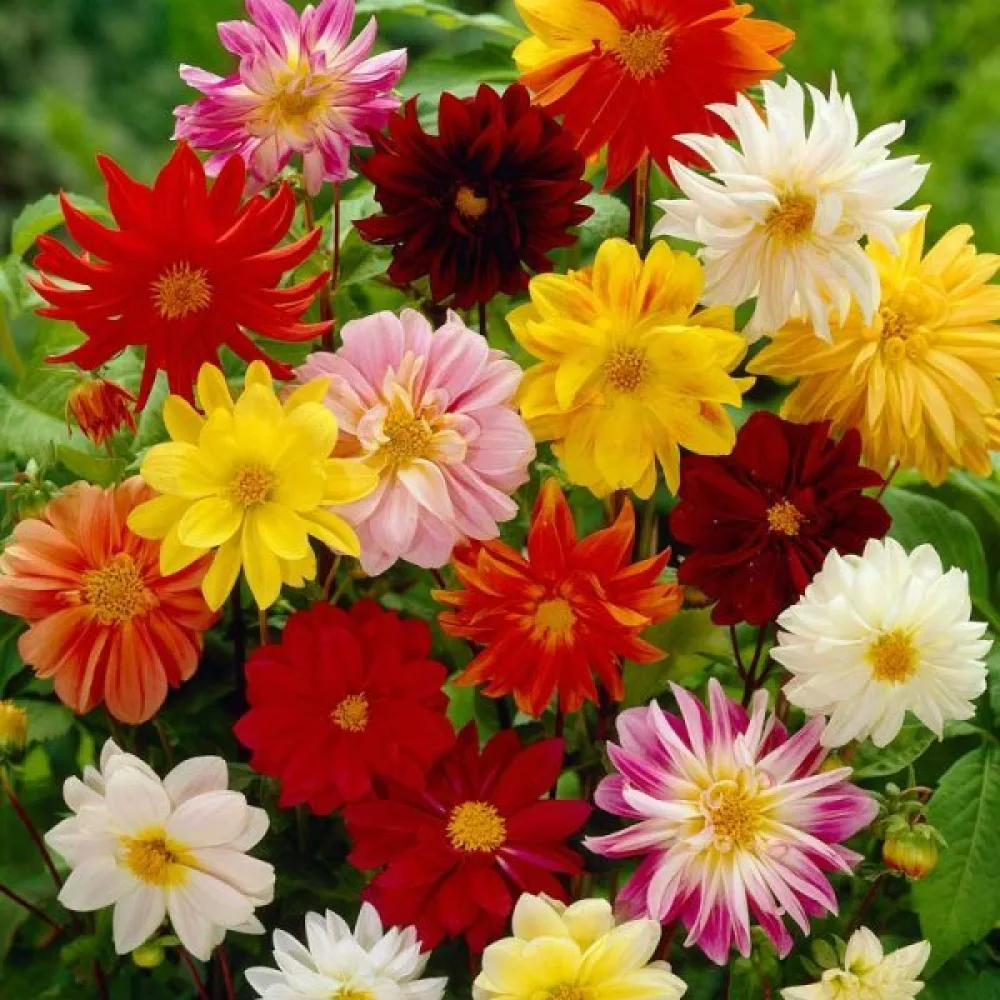 Lågväxande dahlia 'Bedding' – blandning