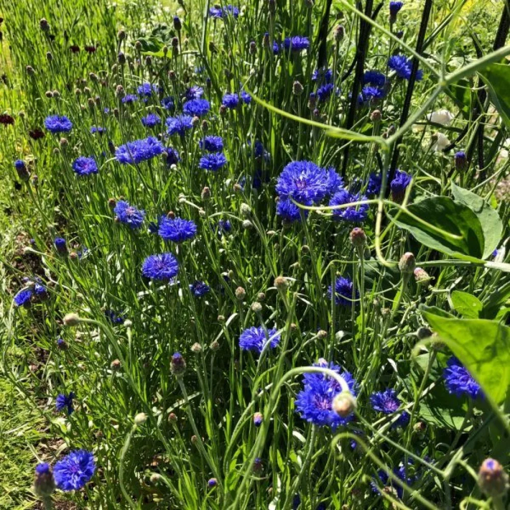 Blåklint 'Blue Diadem', blå