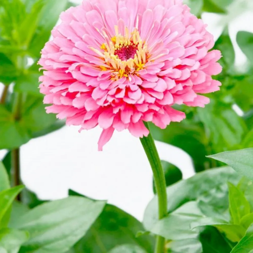 Zinnia 'Illumination'