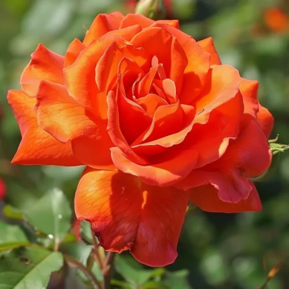 Ros 'Evening Longing' – barrotad