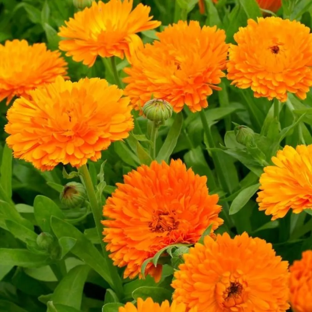 Ringblomma Calendula officinalis, fylld orange