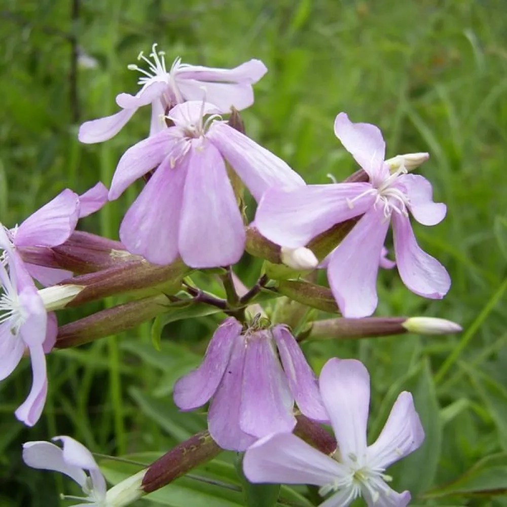 Såpnejlika