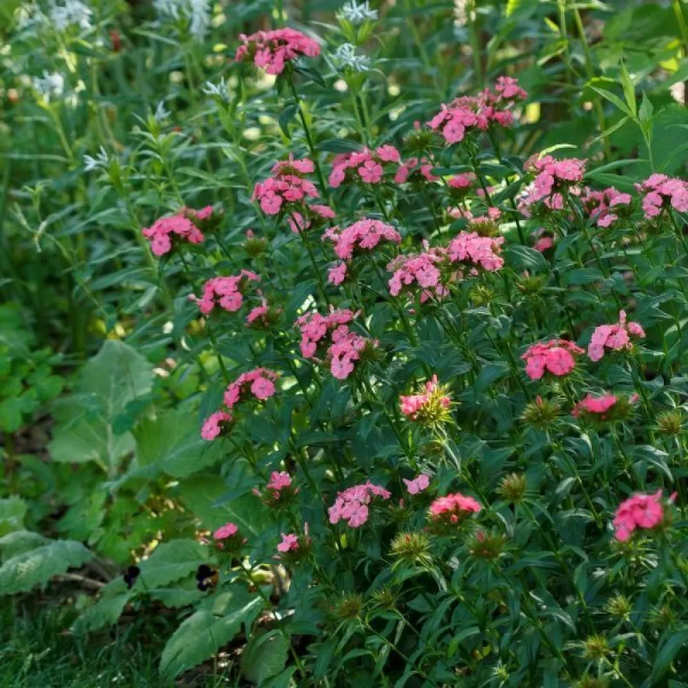 Borstnejlika 'Newport Pink' – rosa