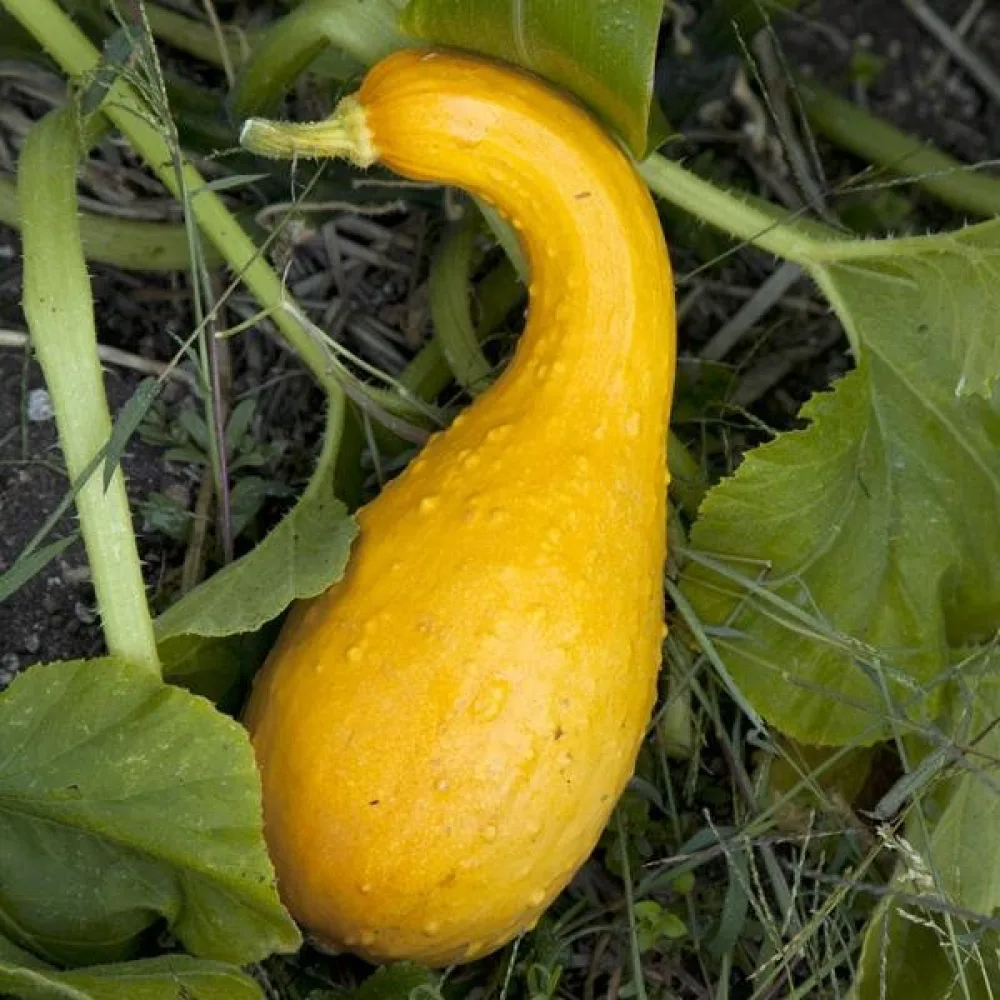 Pumpa 'Crookneck'