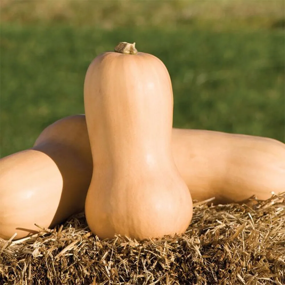 Vinterpumpa 'Waltham Butternut'
