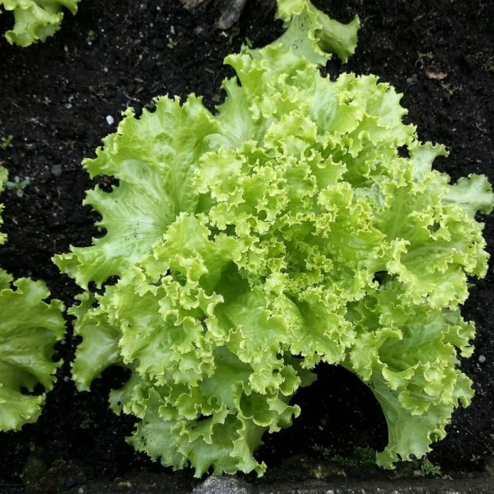 Sallad 'Grand Rapids'