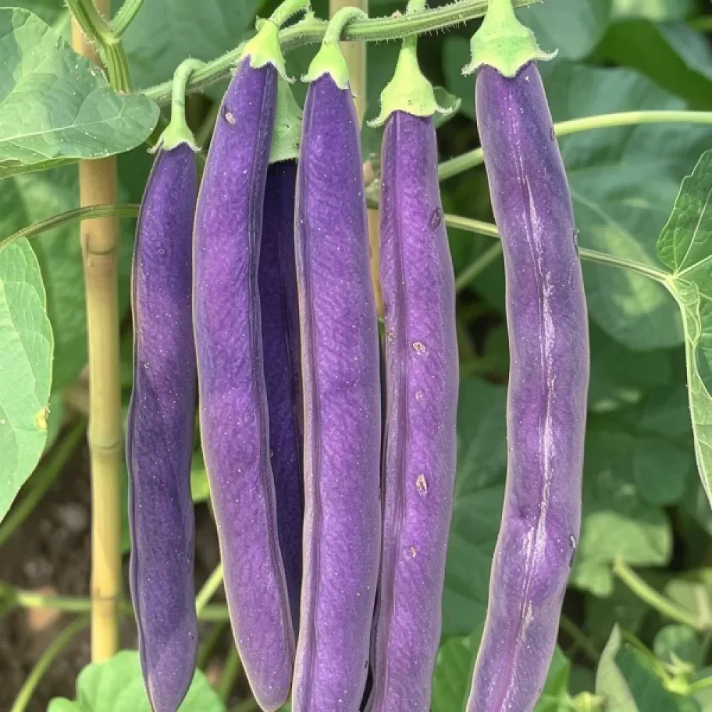 Trädgårdsböna 'Purple Teepee'