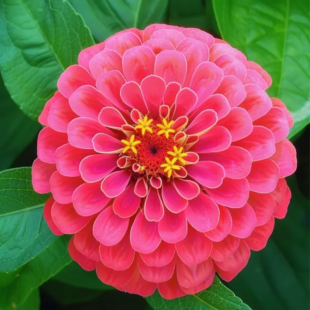 Zinnia 'Attraktion', korall