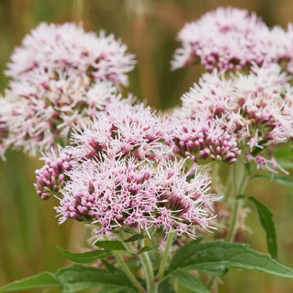 Läkevänderot Valeriana officinalis