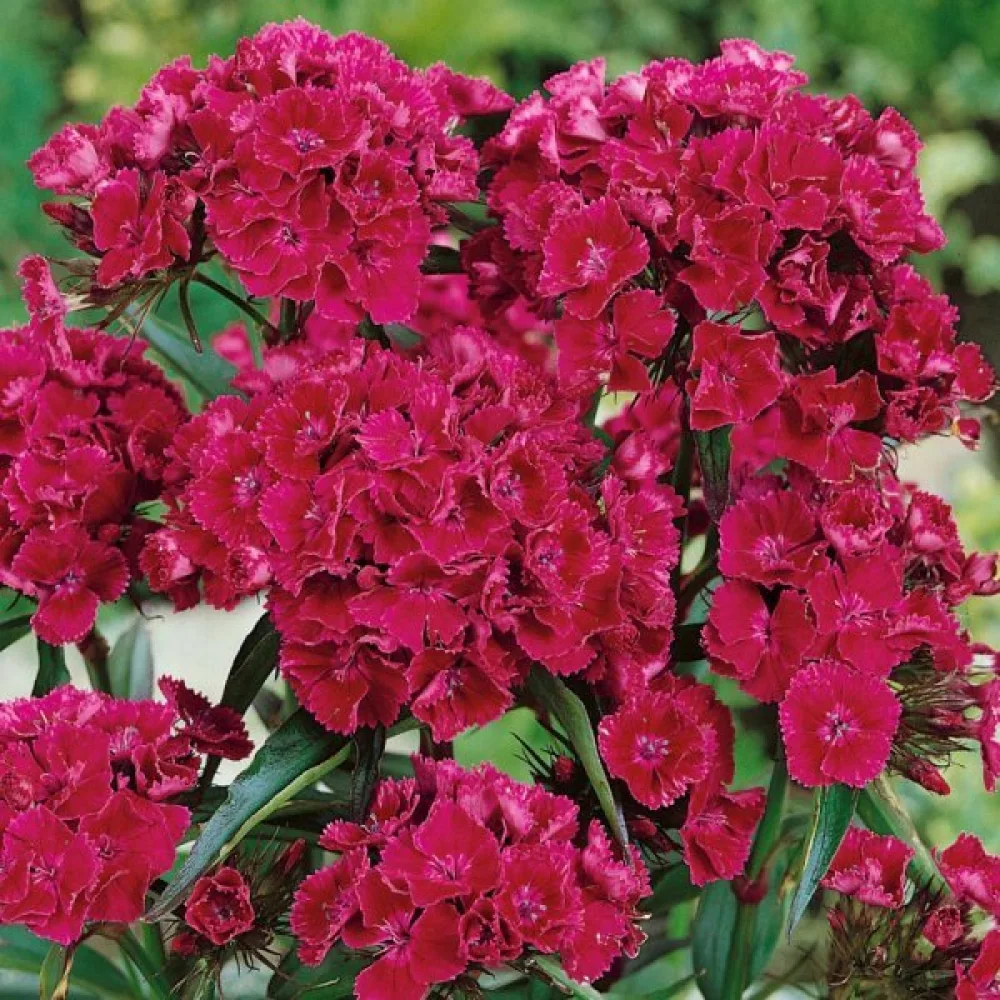 Borstnejlika 'Oeschberg' – violett