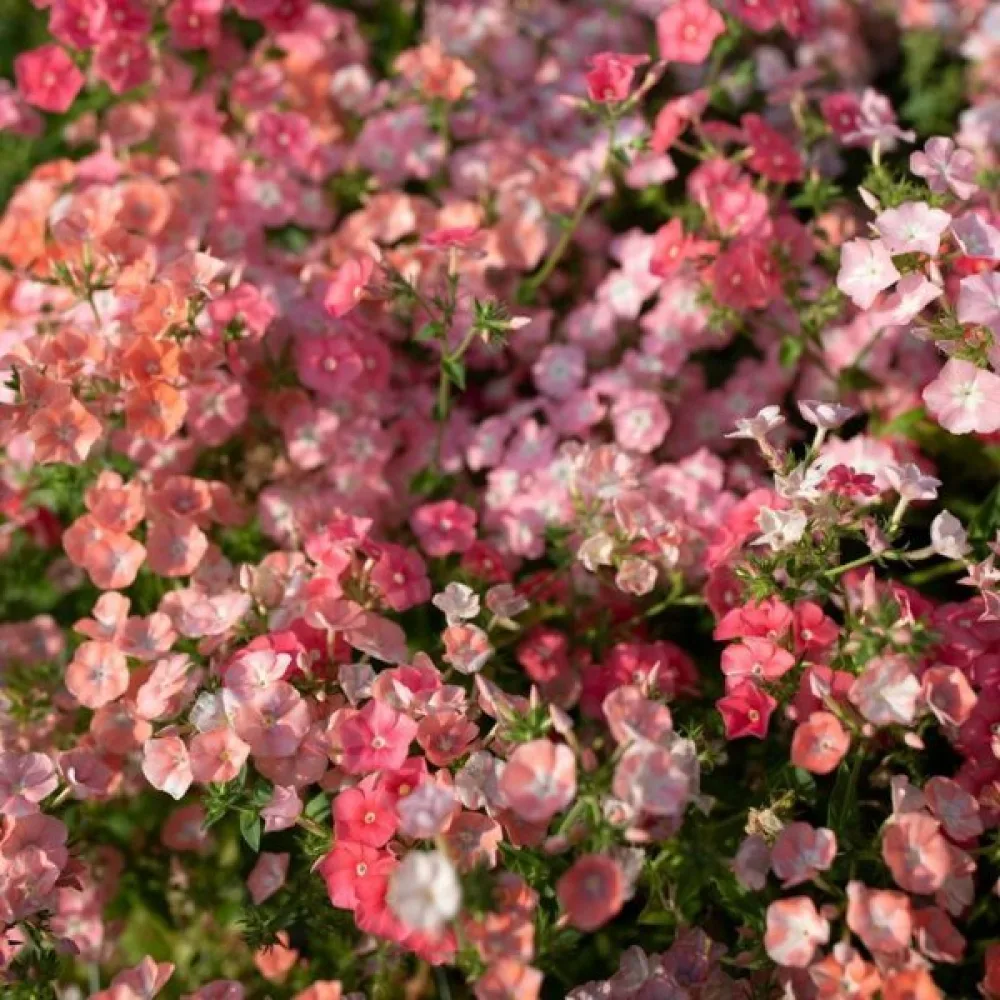 Sommarflox 'Leopoldii'