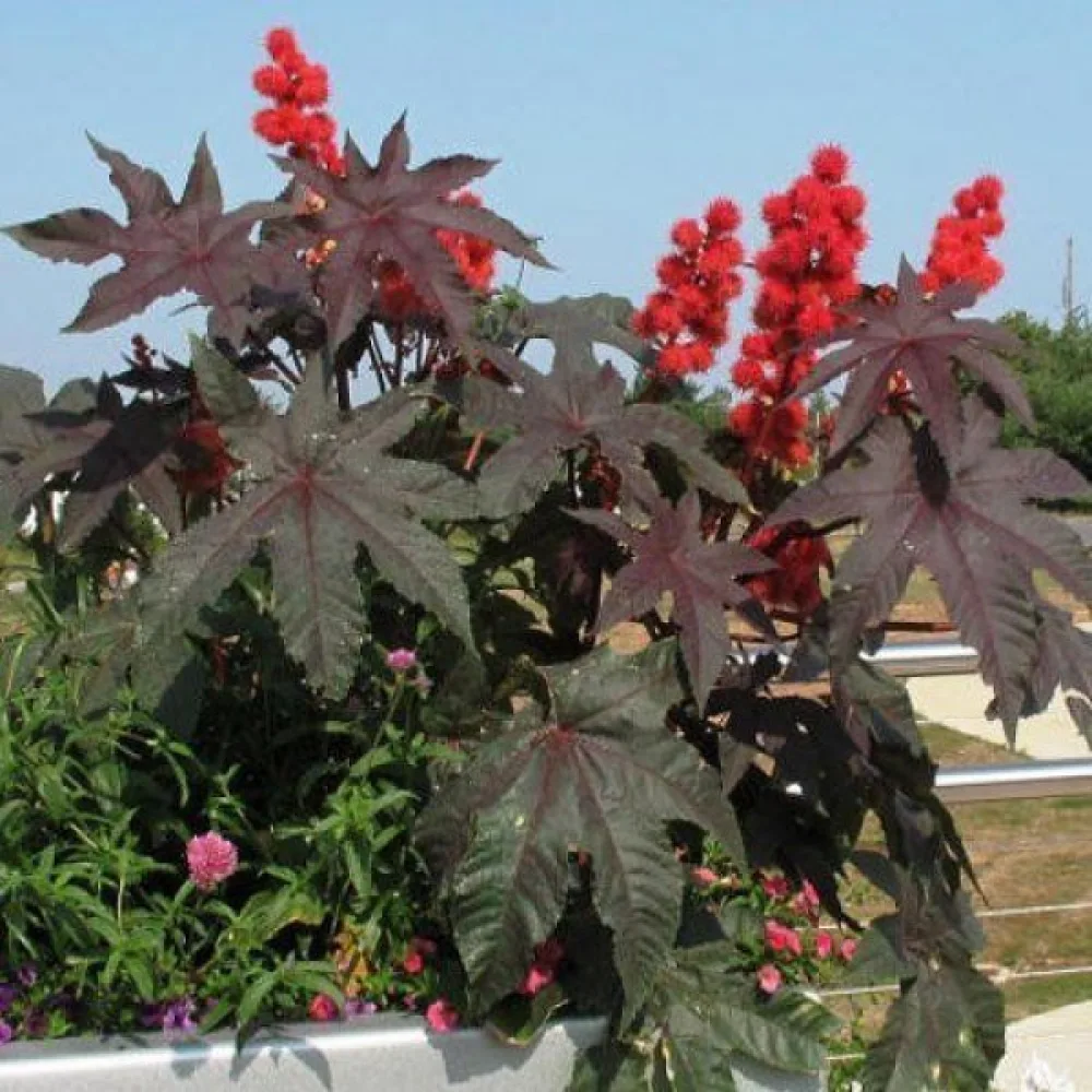 Ricin 'Gibsonii'
