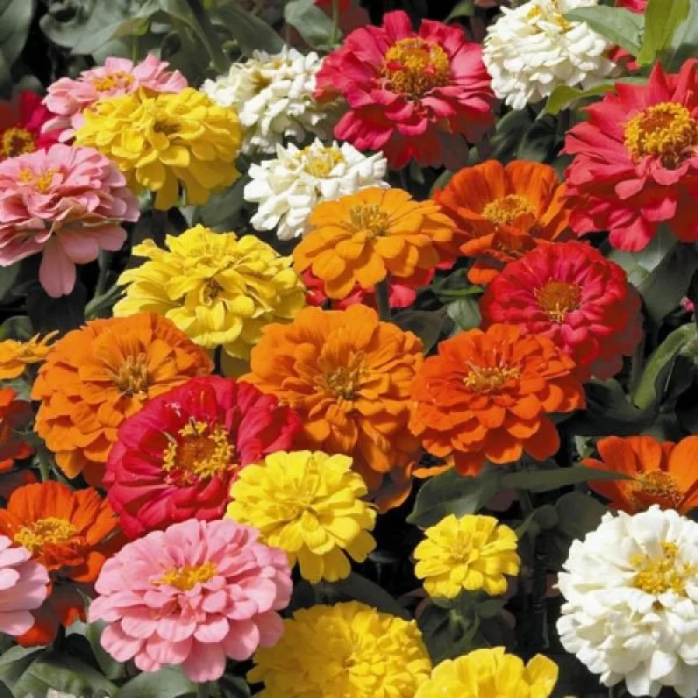Zinnia 'State Fair' (blandning)