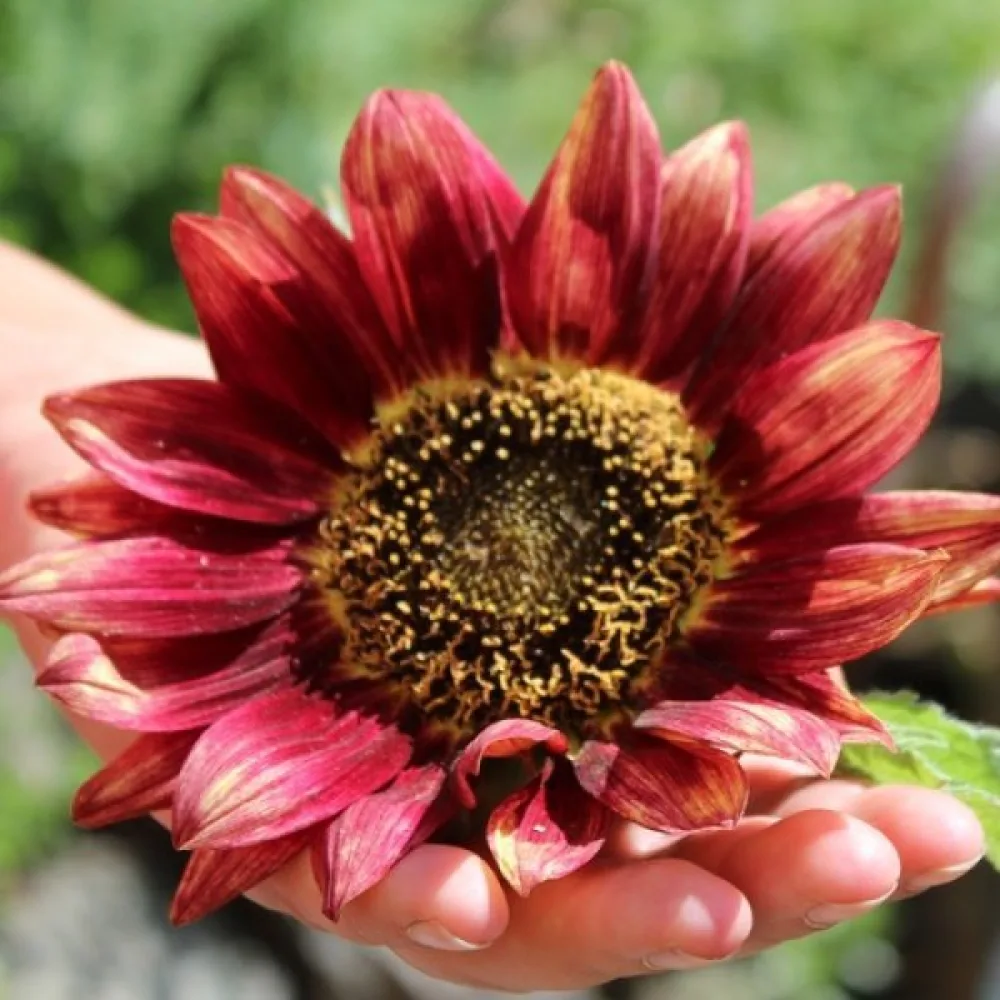 Solros 'Floris'