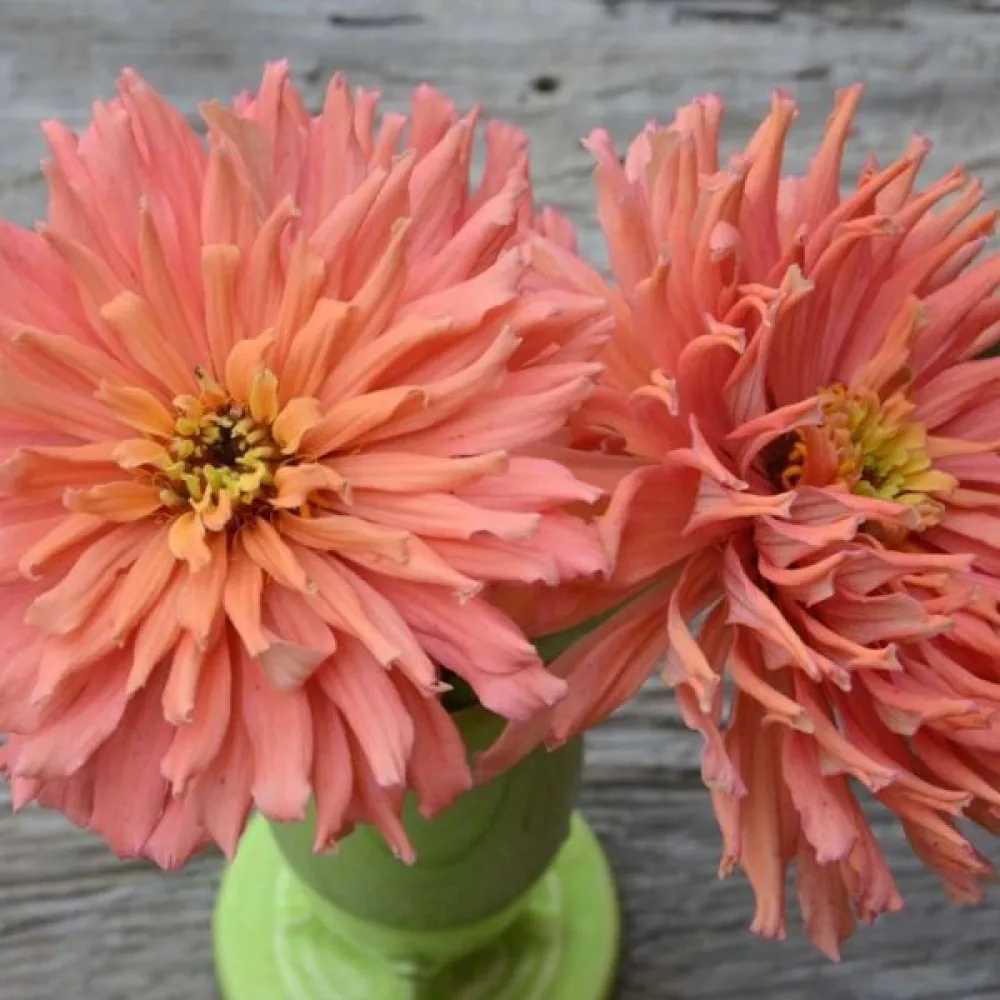 Zinnia 'Senorita'
